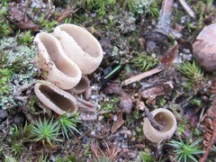 Tarzetta cupularis