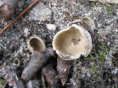 Tarzetta cupularis