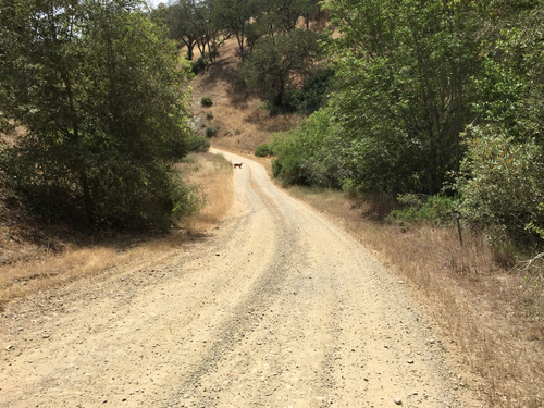 iNaturalist observation photo of Mountain Lion