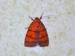 Carea ferrinigra