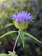 Monardella breweri lanceolata