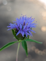 Monardella breweri lanceolata