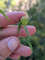 Monardella breweri lanceolata