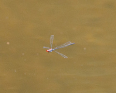 Neoneura aaroni