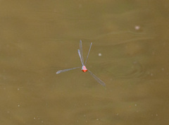 Neoneura aaroni