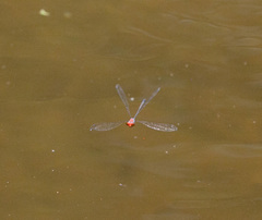 Neoneura aaroni