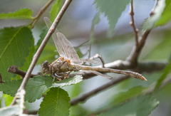 Progomphus obscurus