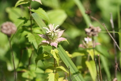 Monarda stipitatoglandulosa