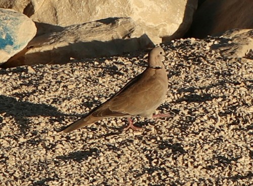 hrdlička záhradná (Streptopelia decaocto)