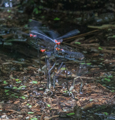 Neoneura aaroni