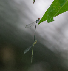 Neoneura aaroni