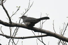 Eudynamys scolopaceus