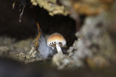 Mycena nargan