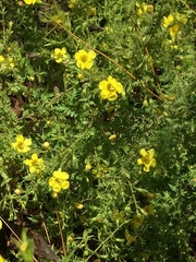 Aureolaria pedicularia