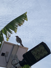 Mimus longicaudatus