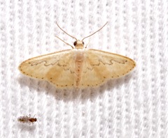 Idaea hilliata