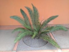 Dioon
