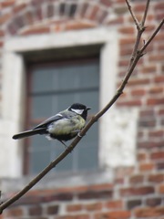 Parus major