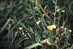 Bossiaea heterophylla