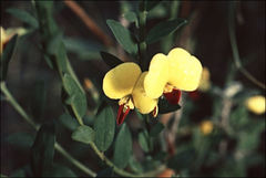 Bossiaea heterophylla