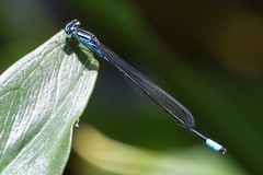 Enallagma divagans