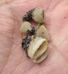 Tarzetta cupularis