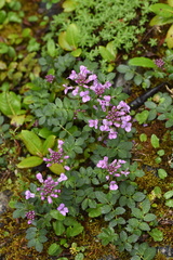 Cardamine tangutorum