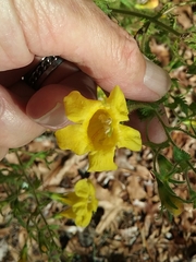 Aureolaria pedicularia