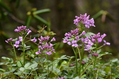 Cardamine tangutorum