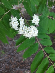 Sorbus sibirica
