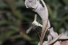 Hellinsia sulphureodactylus