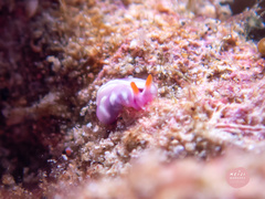 Thuridilla albopustulosa