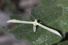 Hellinsia sulphureodactylus