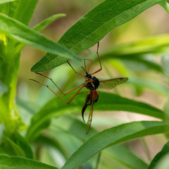 Tanyptera