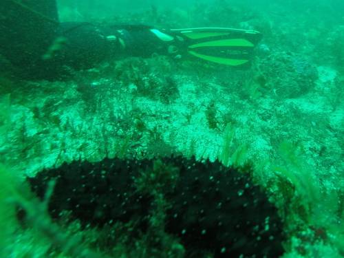 Holothuria forskali