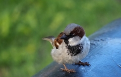 Passer domesticus