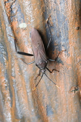 Notobitus