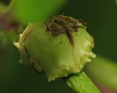 Phylloxera spinosa