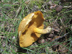 Suillus subaureus