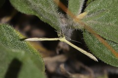 Hellinsia sulphureodactylus