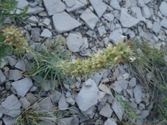 Ipomopsis spicata spicata