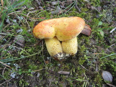 Suillus subaureus