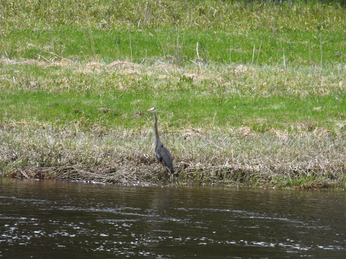 Great Blue Heron photographed in Wyoming