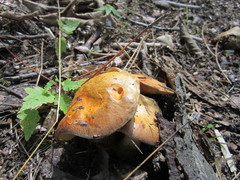 Suillus subaureus