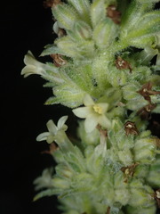Ipomopsis spicata spicata