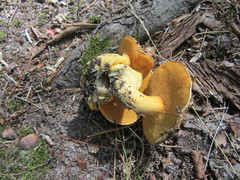 Suillus subaureus
