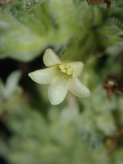 Ipomopsis spicata spicata