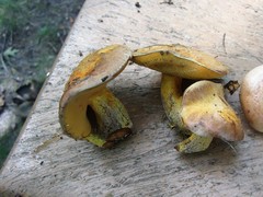Suillus subaureus