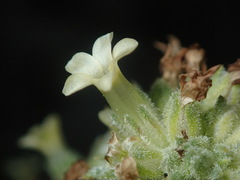 Ipomopsis spicata spicata