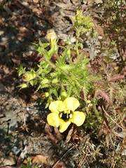 Aureolaria pedicularia